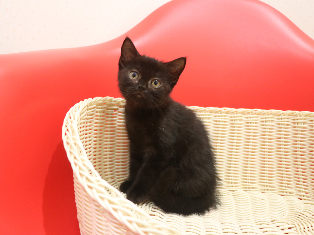 スコティッシュフォールドの子猫画像
