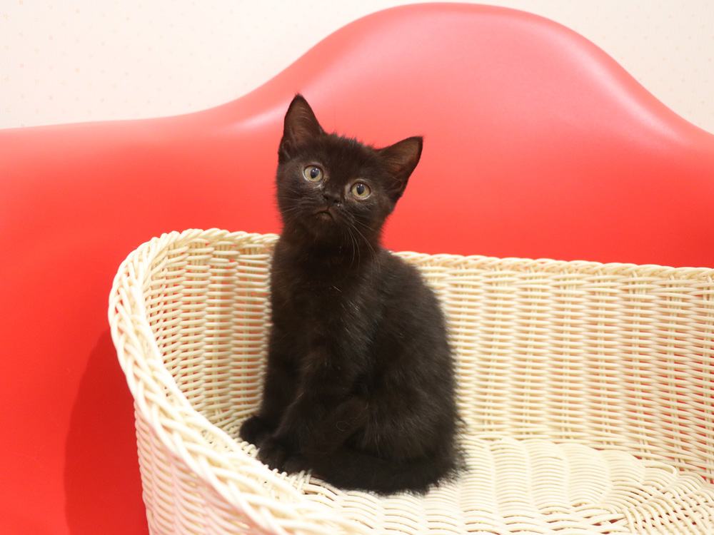 スコティッシュフォールドの子猫画像
