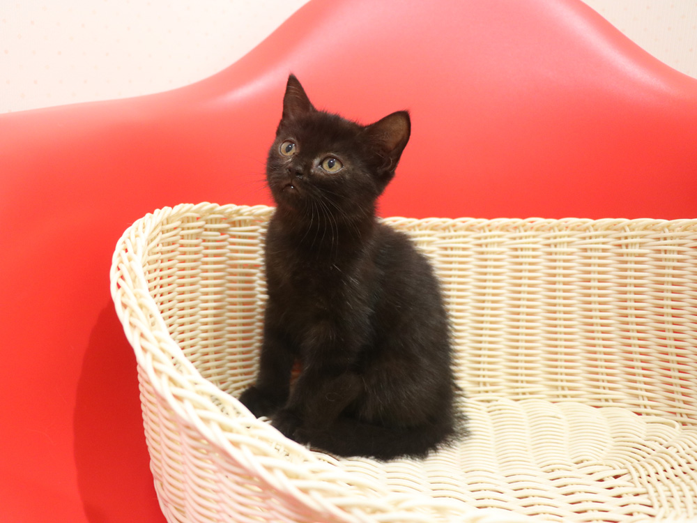 スコティッシュフォールドの子猫画像