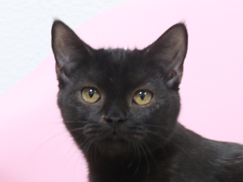 スコティッシュフォールドの子猫画像