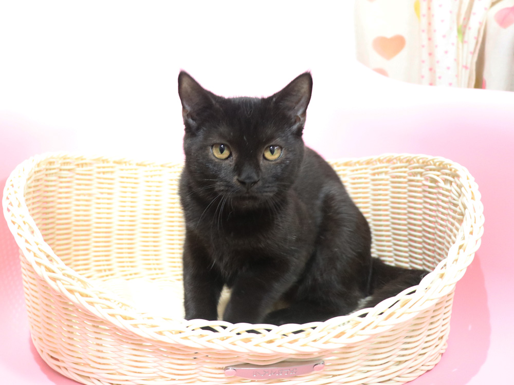 スコティッシュフォールドの子猫画像