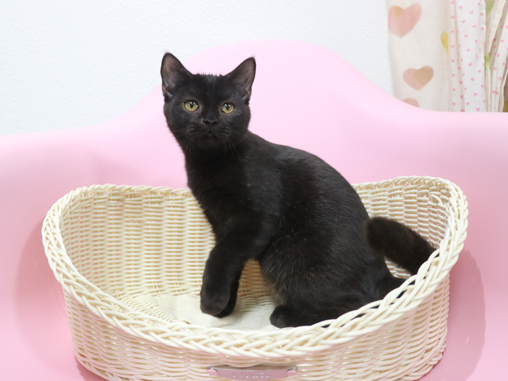 スコティッシュフォールドの子猫画像