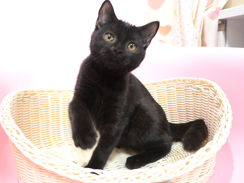 スコティッシュフォールドの子猫画像