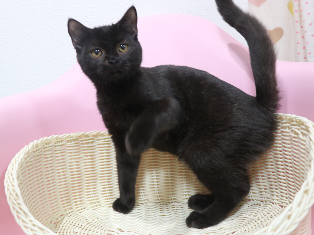 スコティッシュフォールドの子猫画像