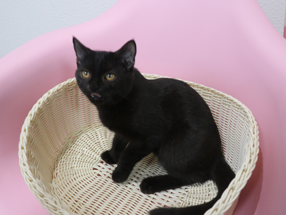 スコティッシュフォールドの子猫画像