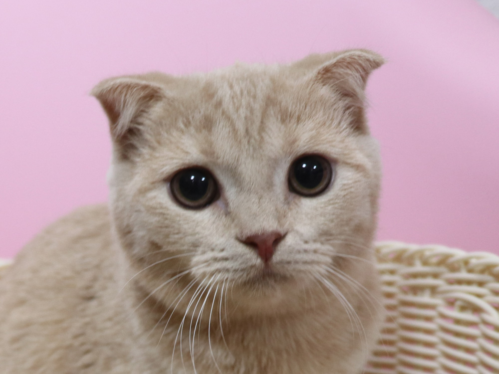 スコティッシュフォールドの子猫画像