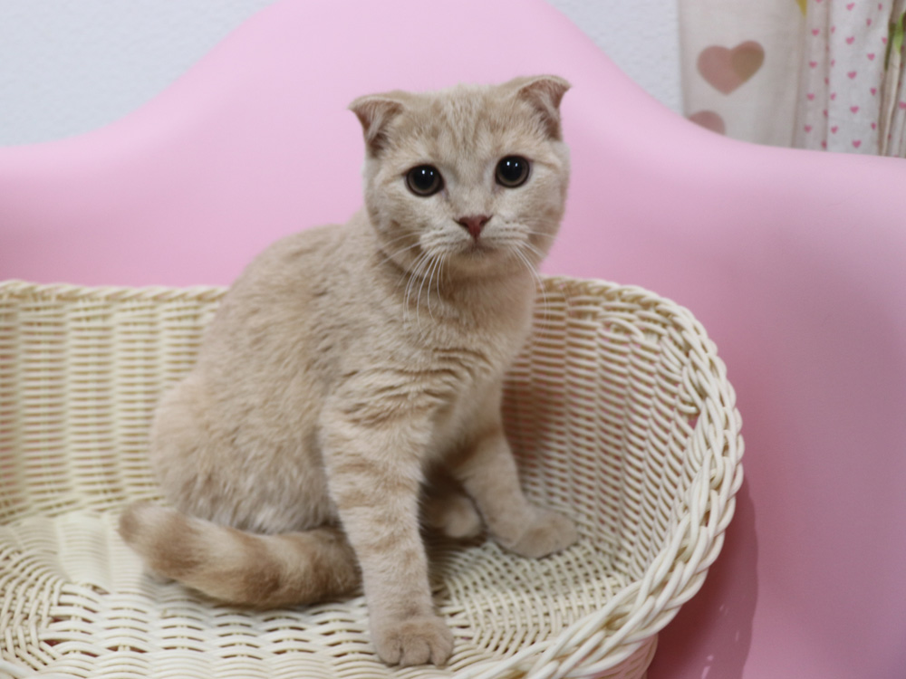 スコティッシュフォールドの子猫画像