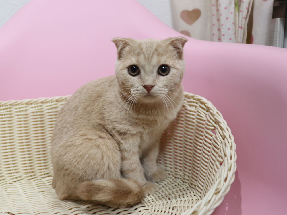 スコティッシュフォールドの子猫画像