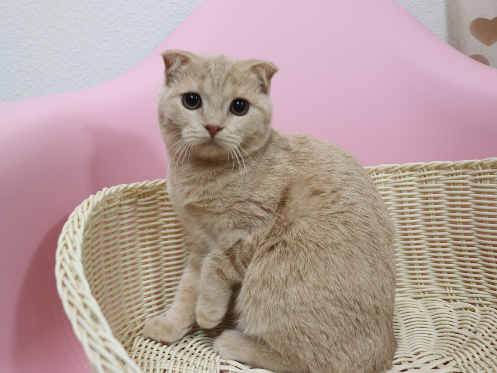 スコティッシュフォールドの子猫画像