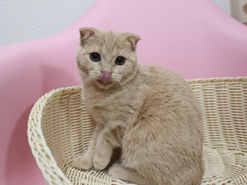 スコティッシュフォールドの子猫画像