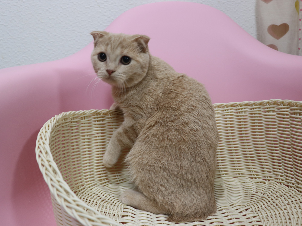 スコティッシュフォールドの子猫画像