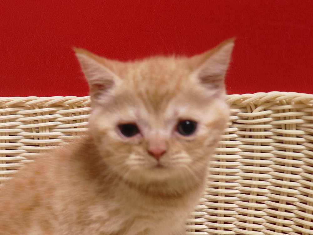 スコティッシュフォールドの子猫画像