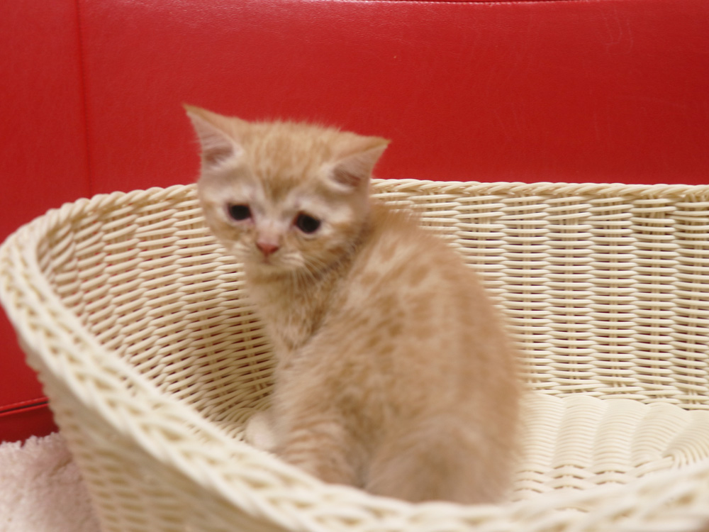 スコティッシュフォールドの子猫画像