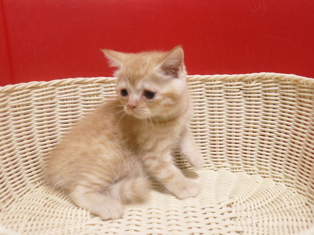スコティッシュフォールドの子猫画像