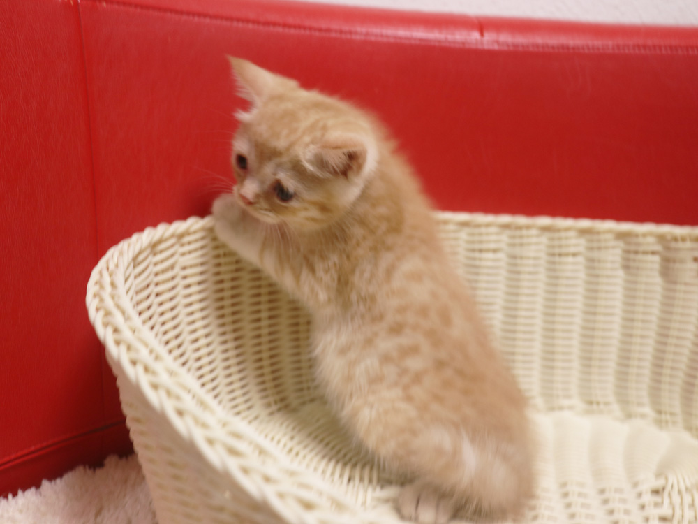 スコティッシュフォールドの子猫画像
