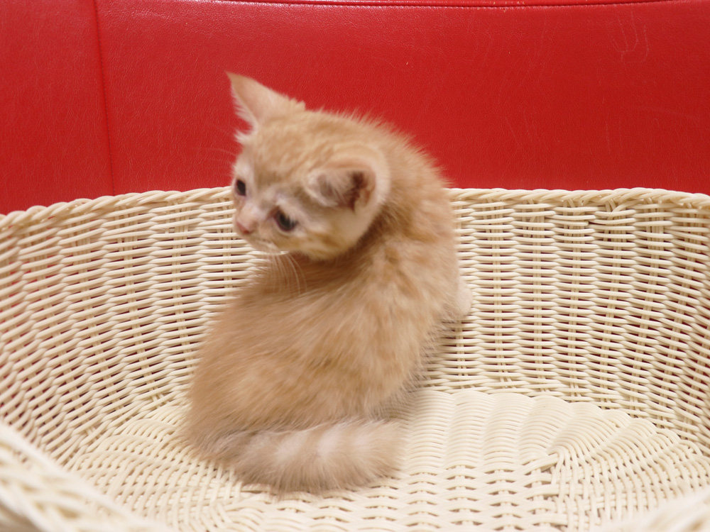 スコティッシュフォールドの子猫画像