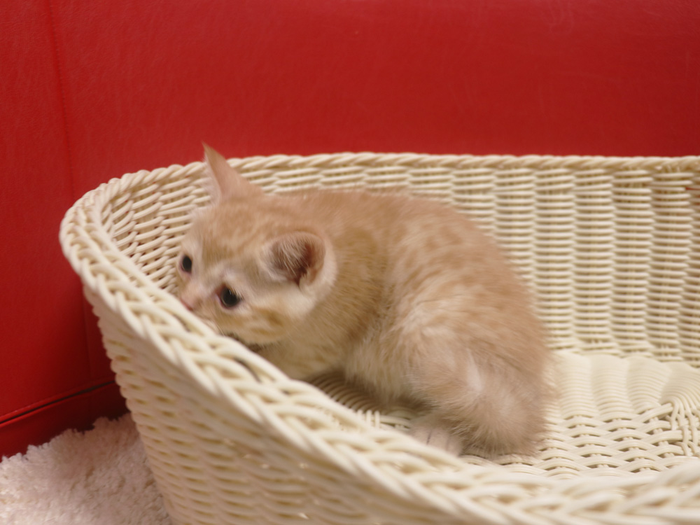 スコティッシュフォールドの子猫画像