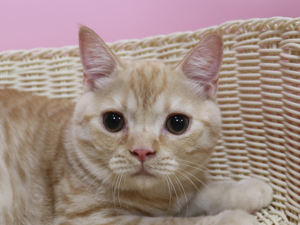 スコティッシュフォールドの子猫画像