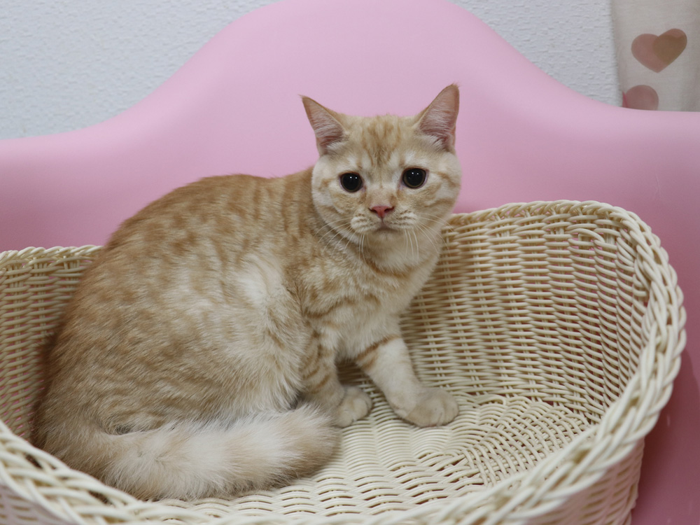 スコティッシュフォールドの子猫画像