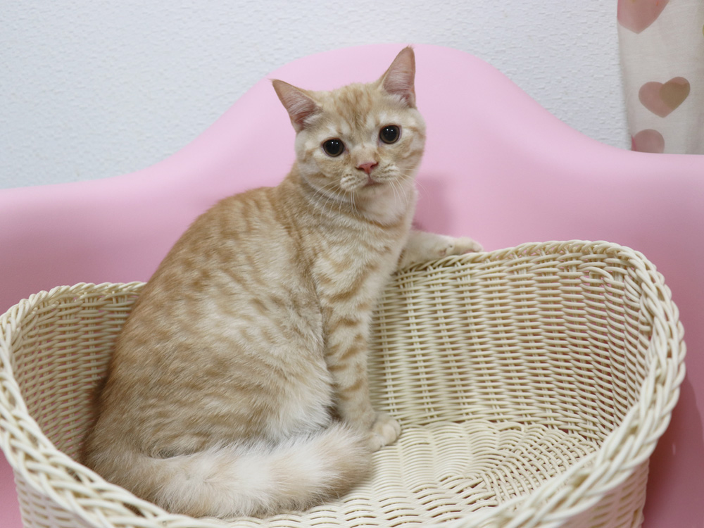 スコティッシュフォールドの子猫画像