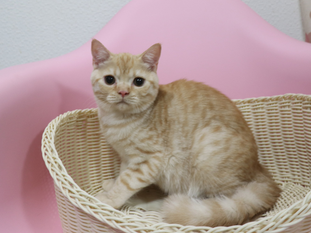 スコティッシュフォールドの子猫画像