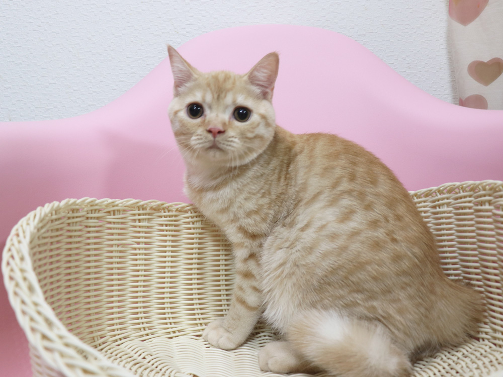 スコティッシュフォールドの子猫画像