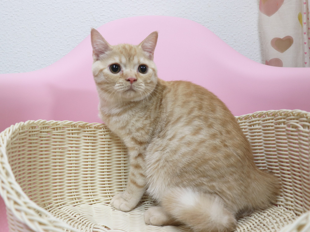 スコティッシュフォールドの子猫画像
