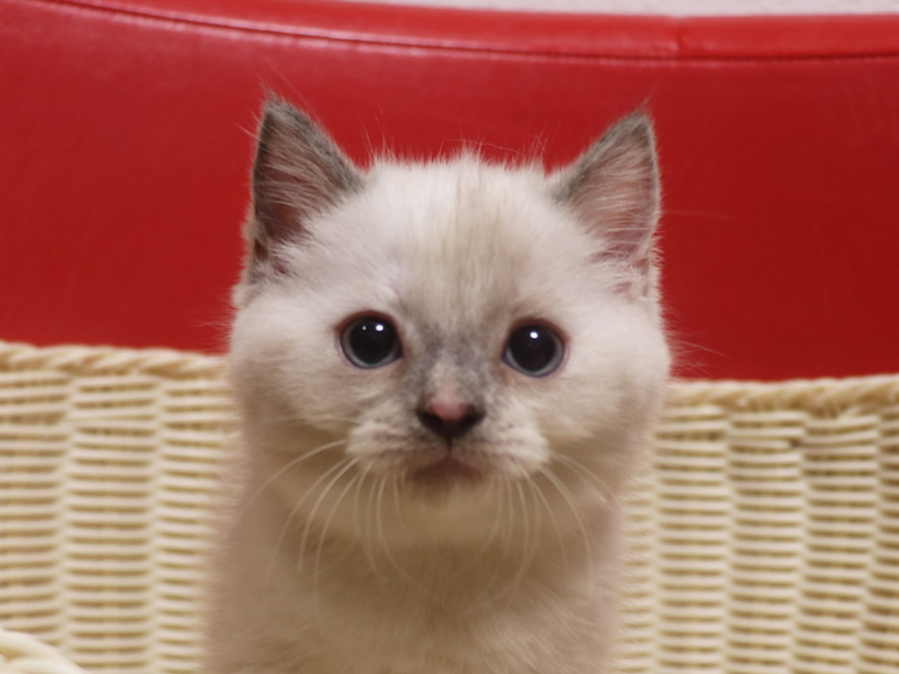 スコティッシュフォールドの子猫画像
