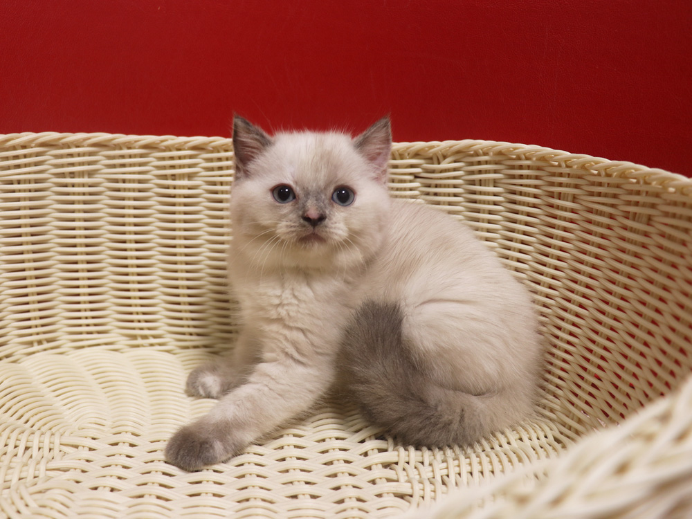 スコティッシュフォールドの子猫画像