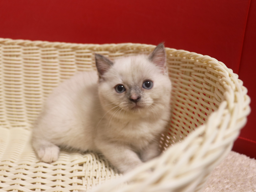 スコティッシュフォールドの子猫画像
