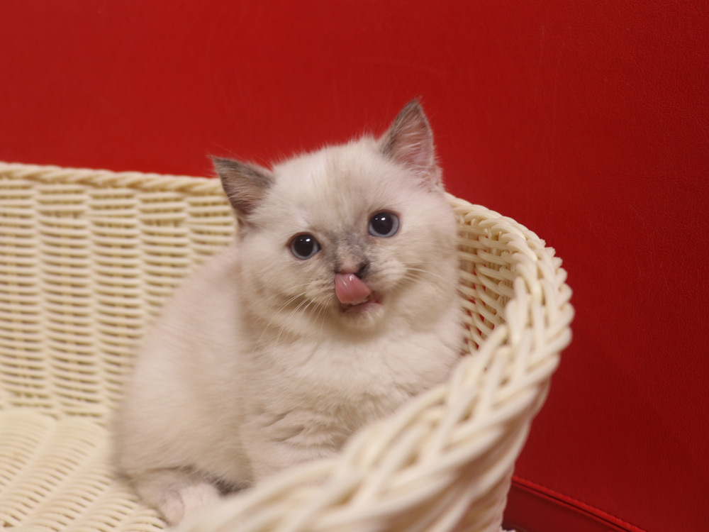 スコティッシュフォールドの子猫画像