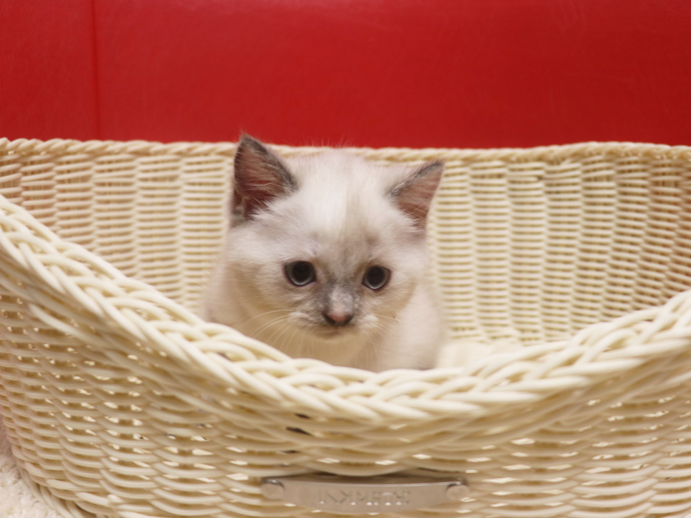 スコティッシュフォールドの子猫画像