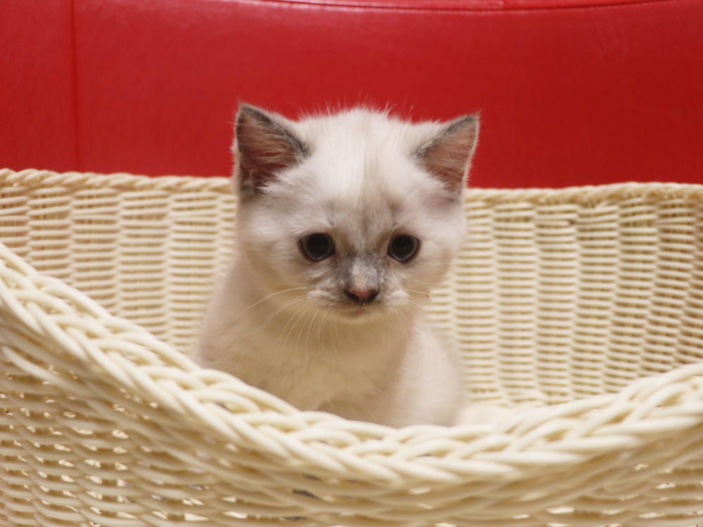 スコティッシュフォールドの子猫画像