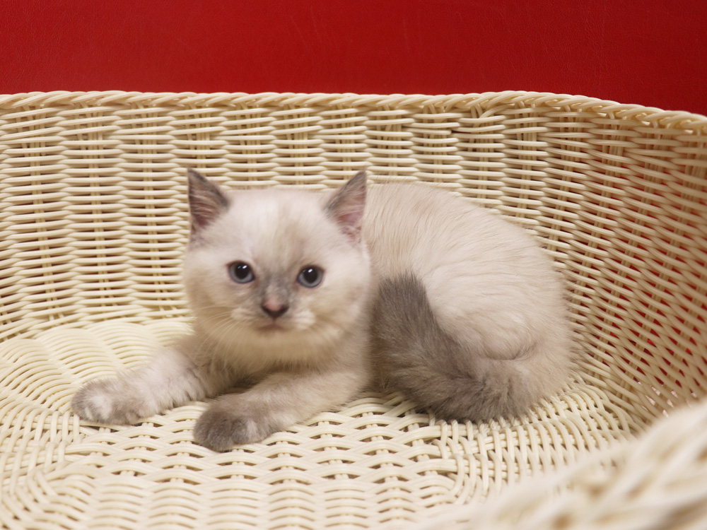 スコティッシュフォールドの子猫画像