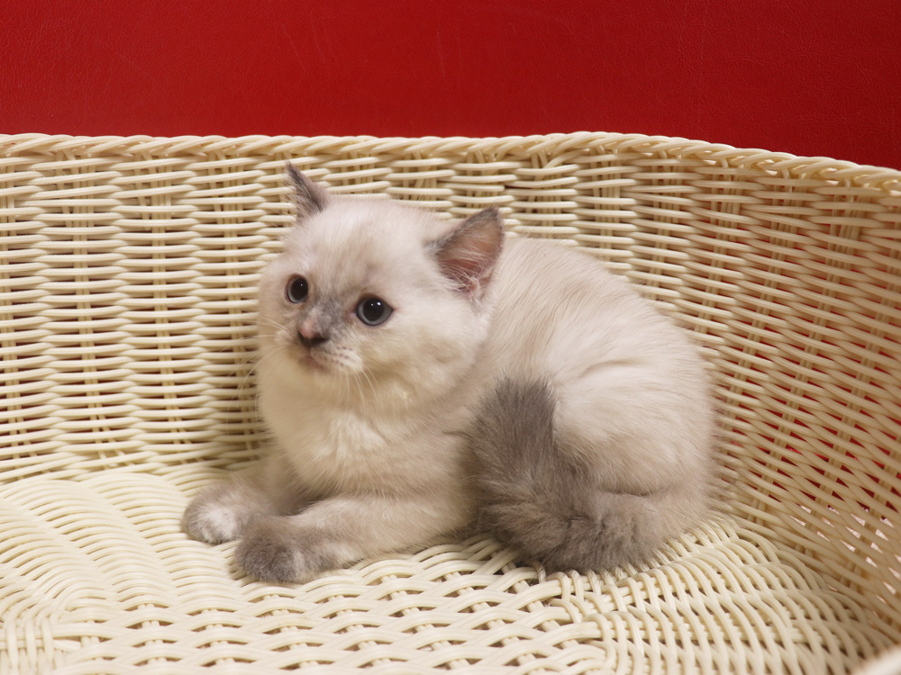 スコティッシュフォールドの子猫画像