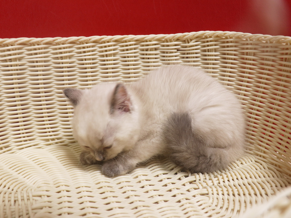 スコティッシュフォールドの子猫画像