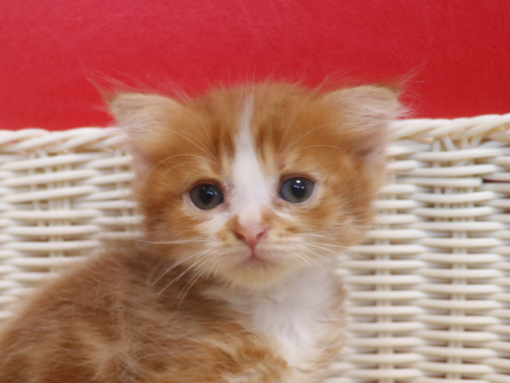 スコティッシュフォールドの子猫画像