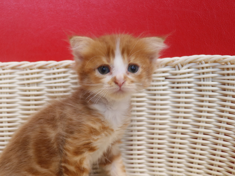 スコティッシュフォールドの子猫画像