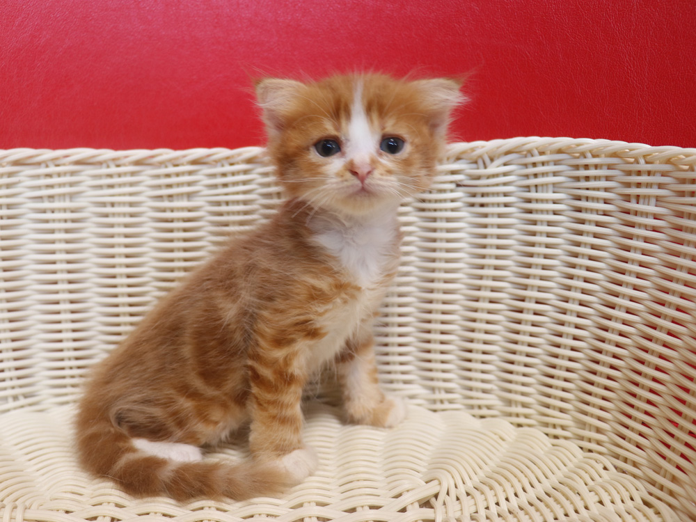 スコティッシュフォールドの子猫画像
