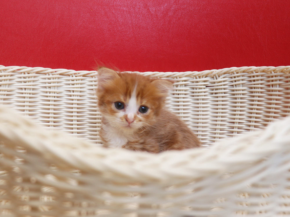 スコティッシュフォールドの子猫画像