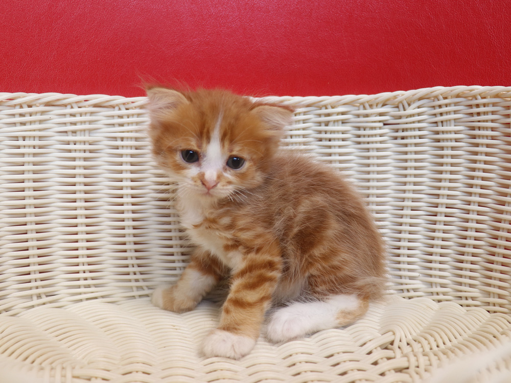 スコティッシュフォールドの子猫画像