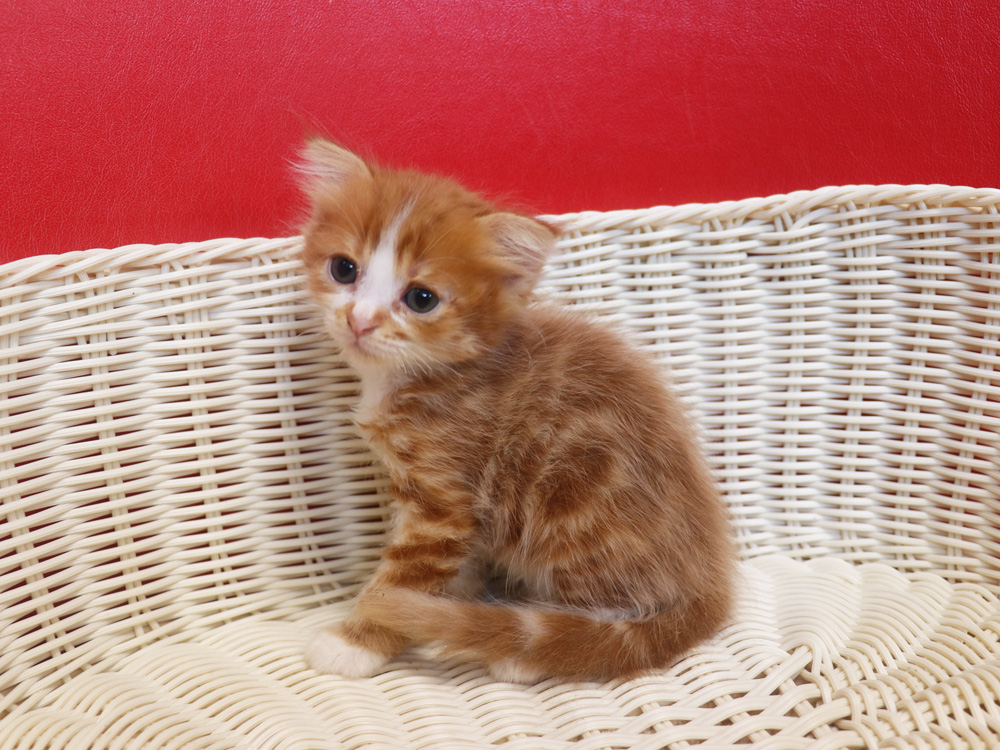 スコティッシュフォールドの子猫画像