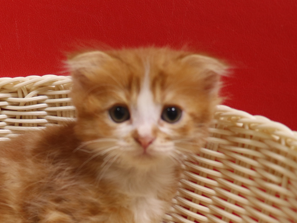 スコティッシュフォールドの子猫画像