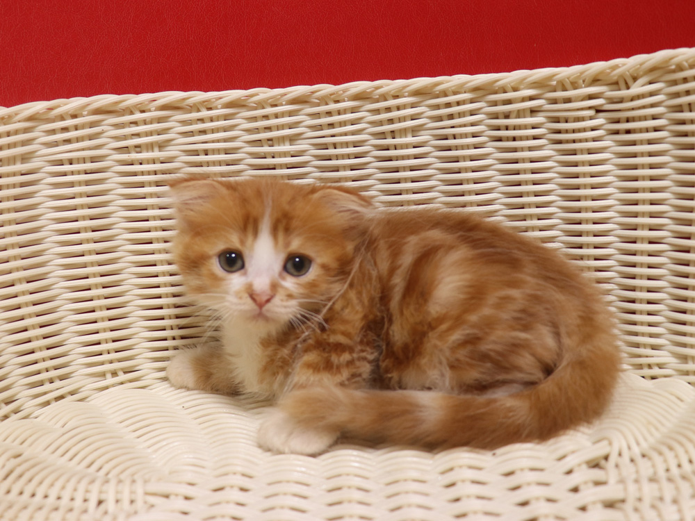 スコティッシュフォールドの子猫画像