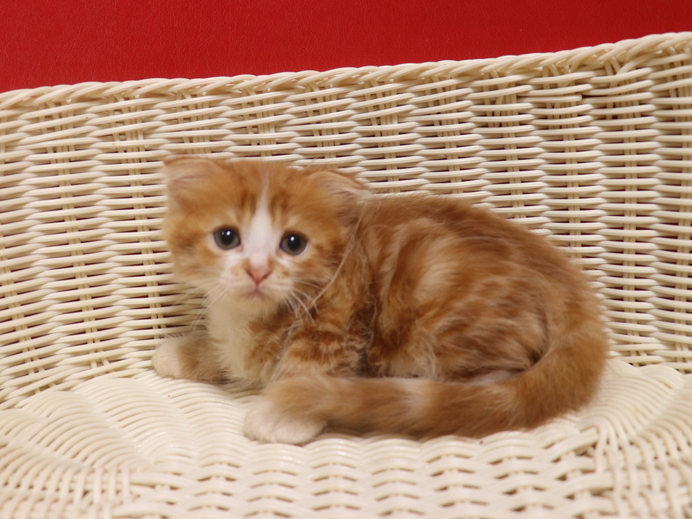 スコティッシュフォールドの子猫画像