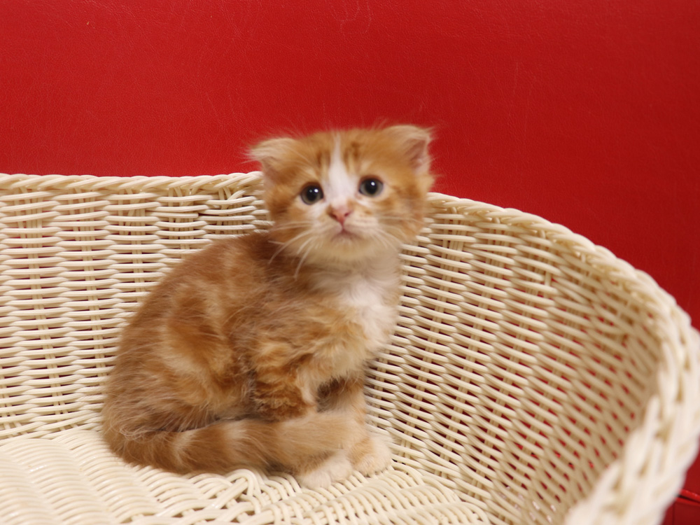 スコティッシュフォールドの子猫画像