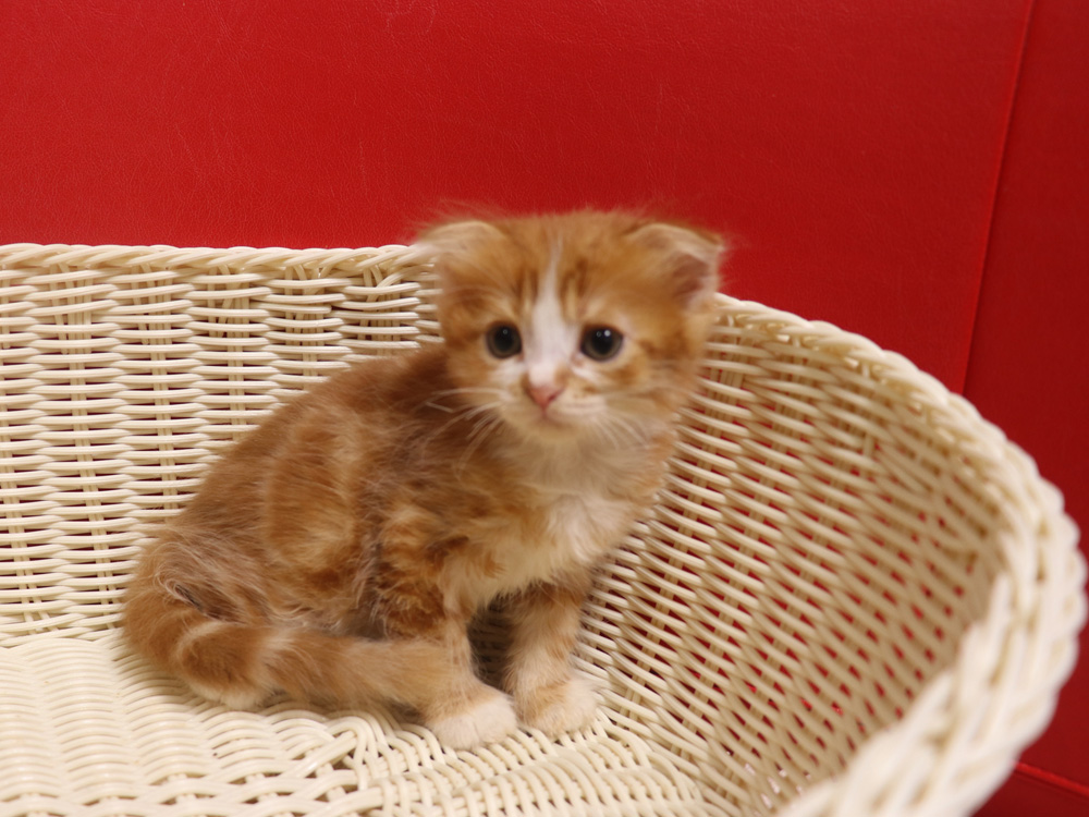 スコティッシュフォールドの子猫画像