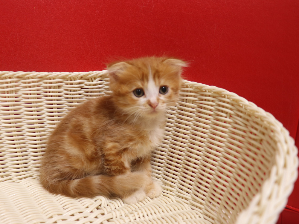 スコティッシュフォールドの子猫画像