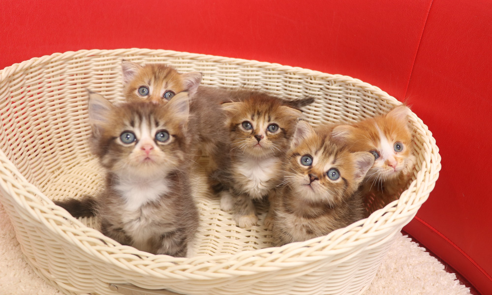 スコティッシュフォールドの子猫画像