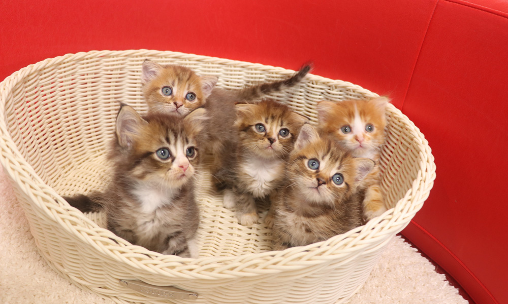 スコティッシュフォールドの子猫画像